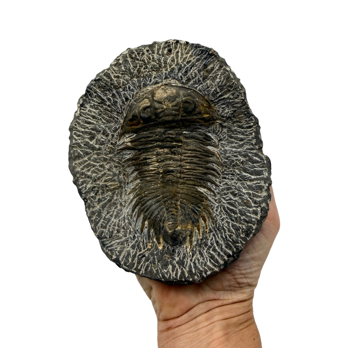 Treveropyge maura Trilobite