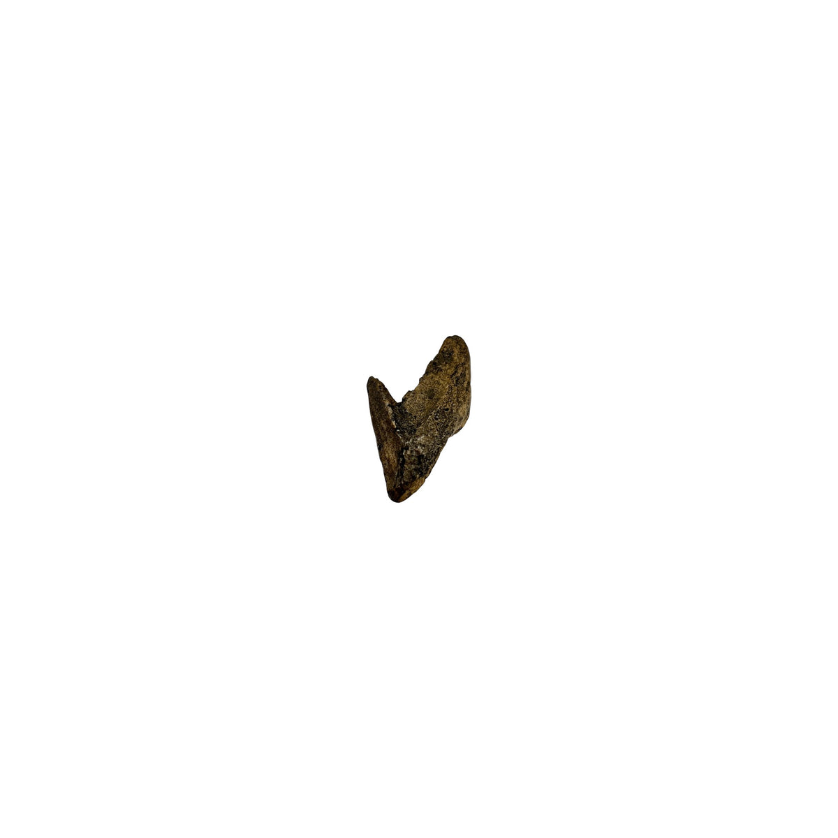 Tooth Replica (Triceratops)