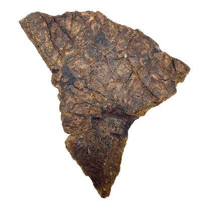 Triceratops Frill + Stand