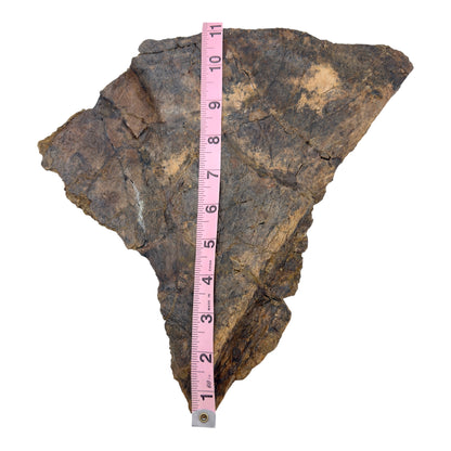 Triceratops Frill + Stand