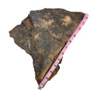 Triceratops Frill + Stand