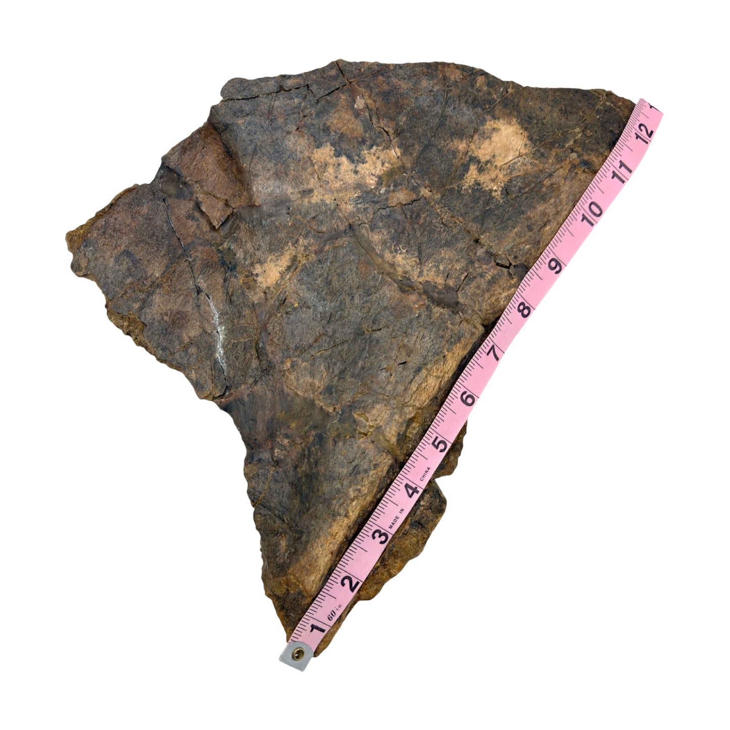 Triceratops Frill + Stand