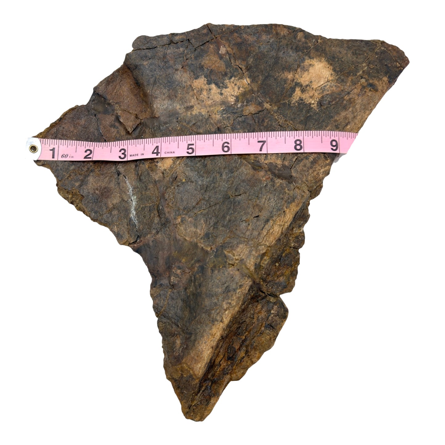 Triceratops Frill + Stand