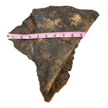 Triceratops Frill + Stand