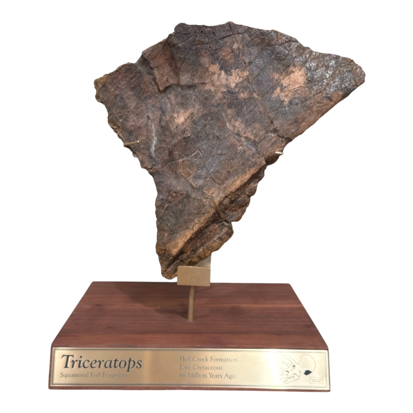 Triceratops Frill + Stand