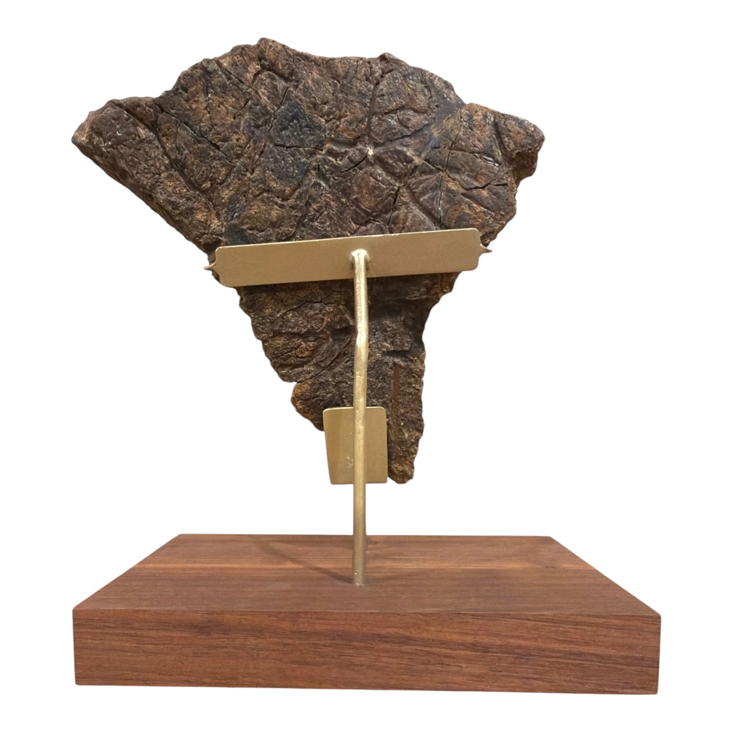 Triceratops Frill + Stand