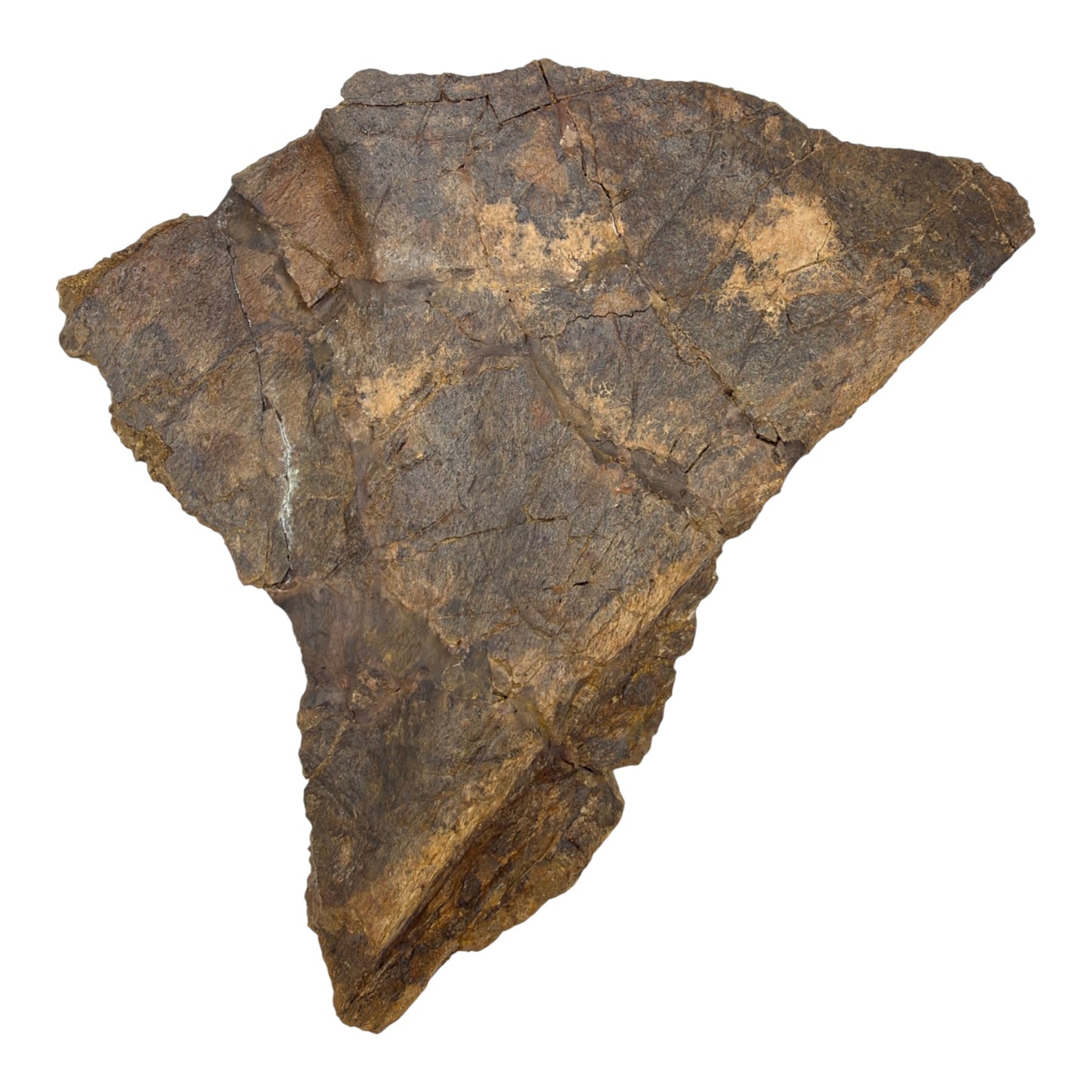 Triceratops Frill + Stand