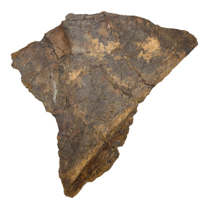 Triceratops Frill + Stand