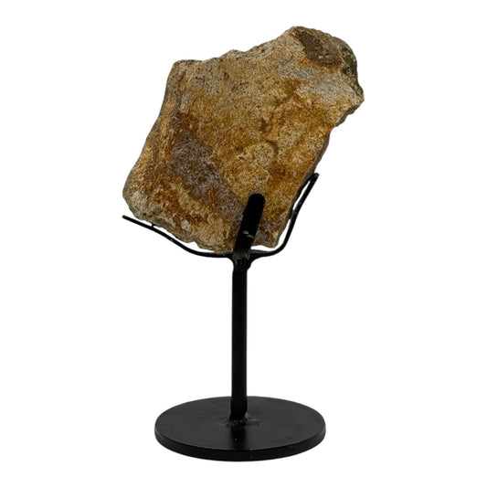 Triceratops Frill on Stand