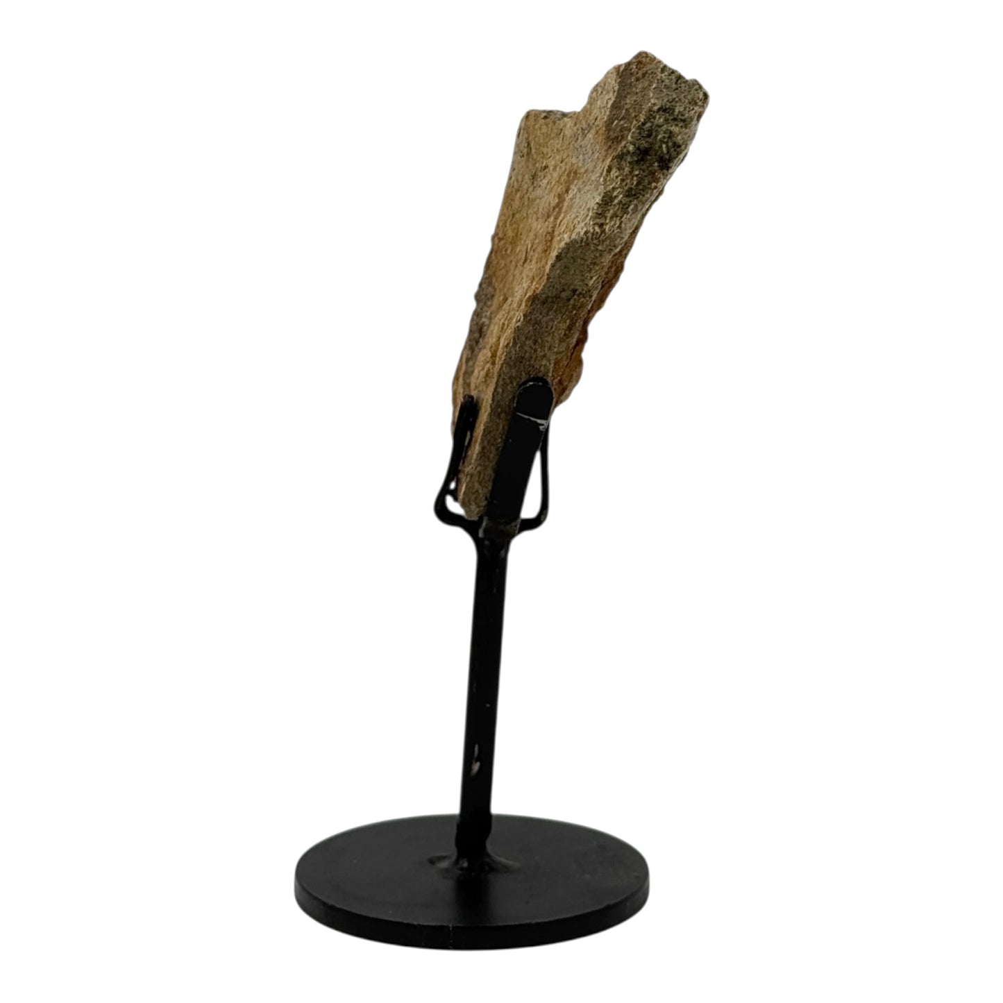 Triceratops Frill on Stand