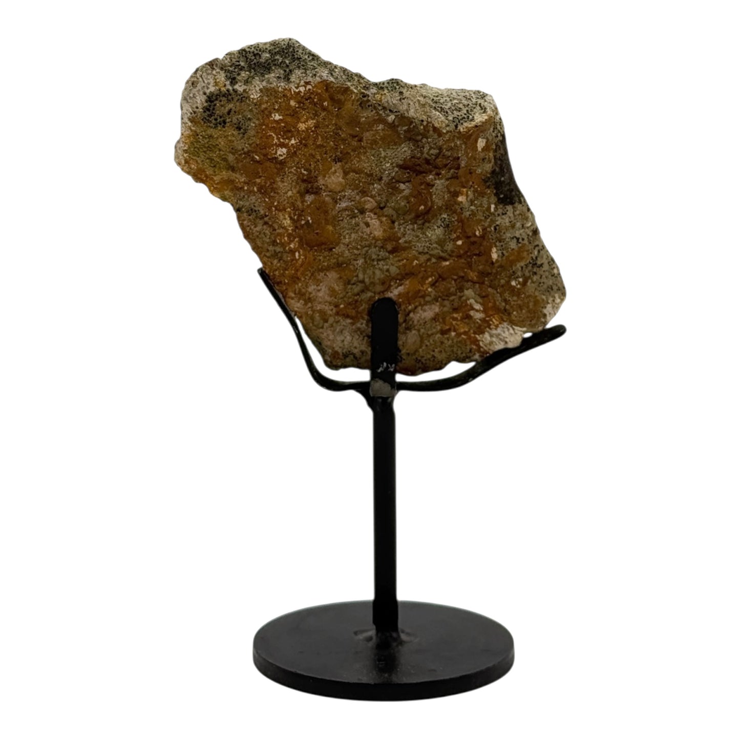 Triceratops Frill on Stand