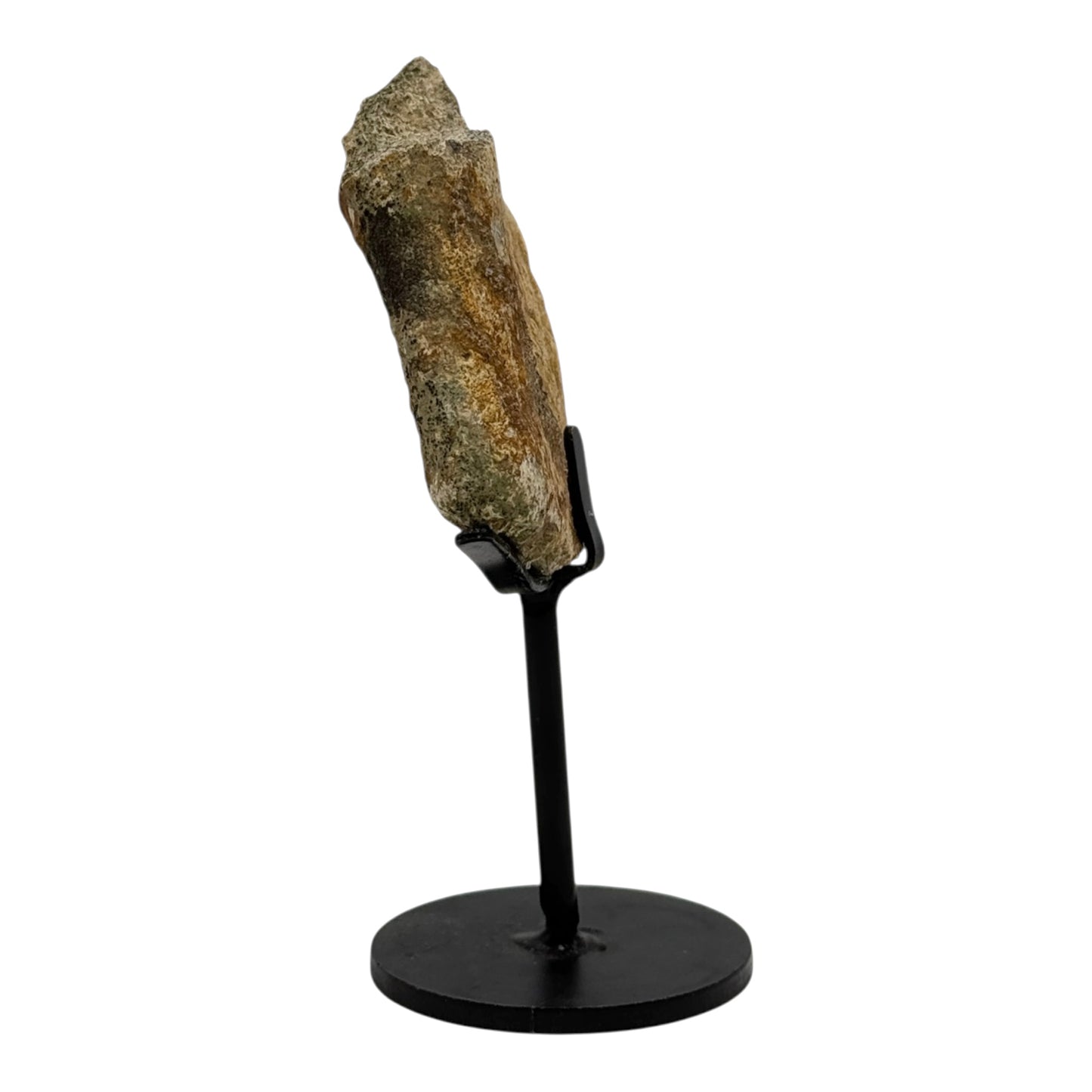 Triceratops Frill on Stand