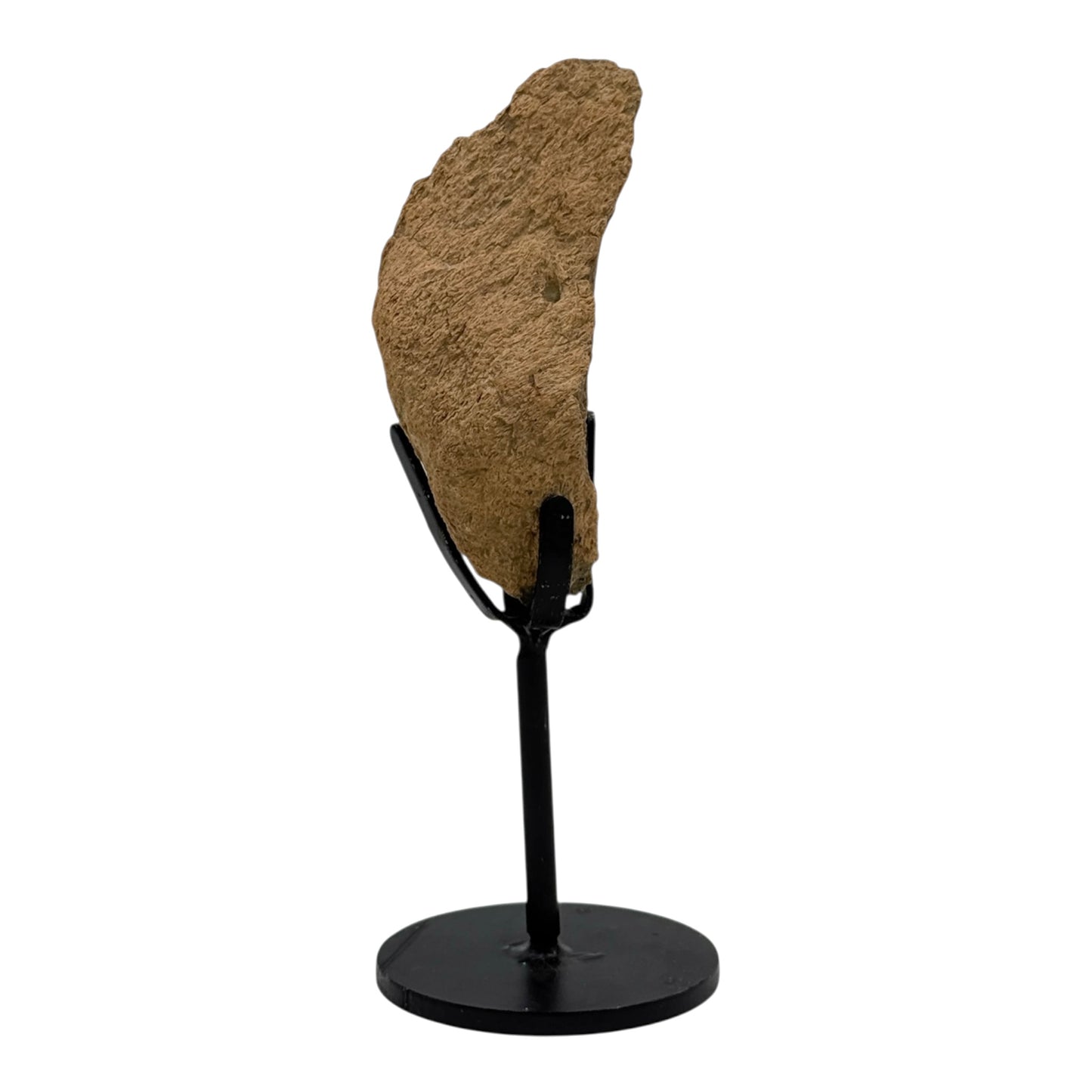 Triceratops Frill on Stand