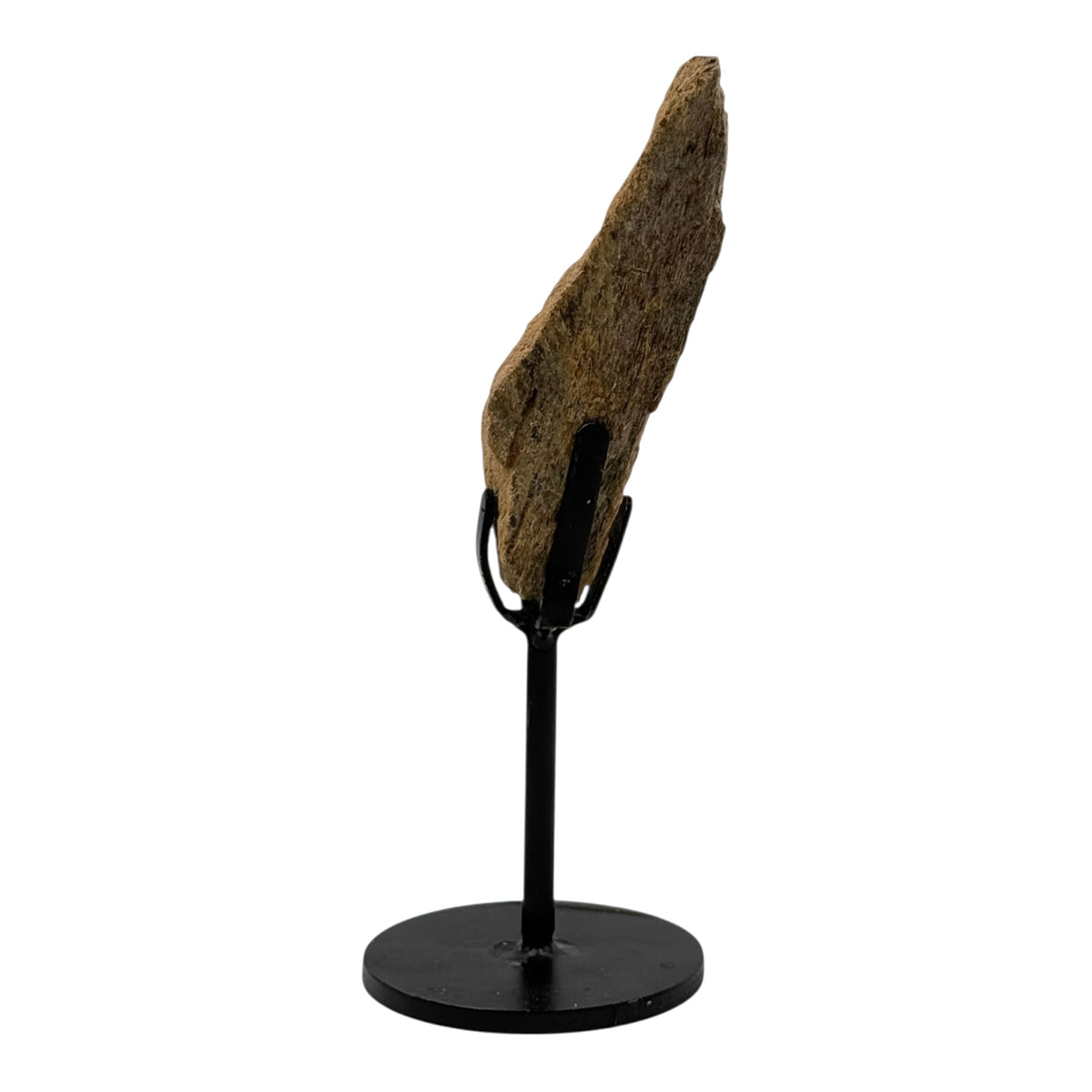 Triceratops Frill on Stand