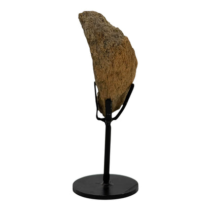 Triceratops Frill on Stand