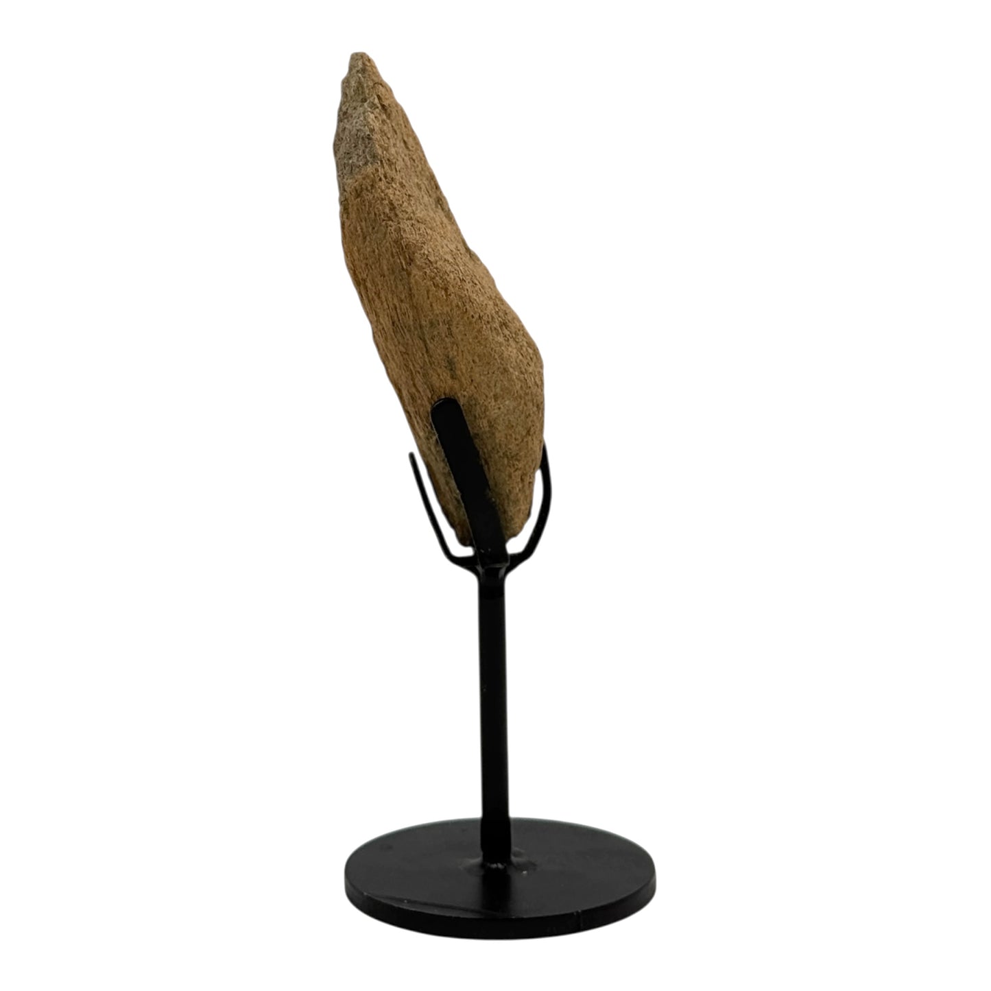 Triceratops Frill on Stand