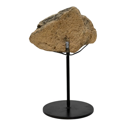 Triceratops Frill on Stand