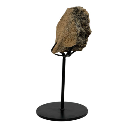 Triceratops Frill on Stand