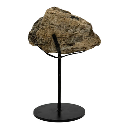 Triceratops Frill on Stand