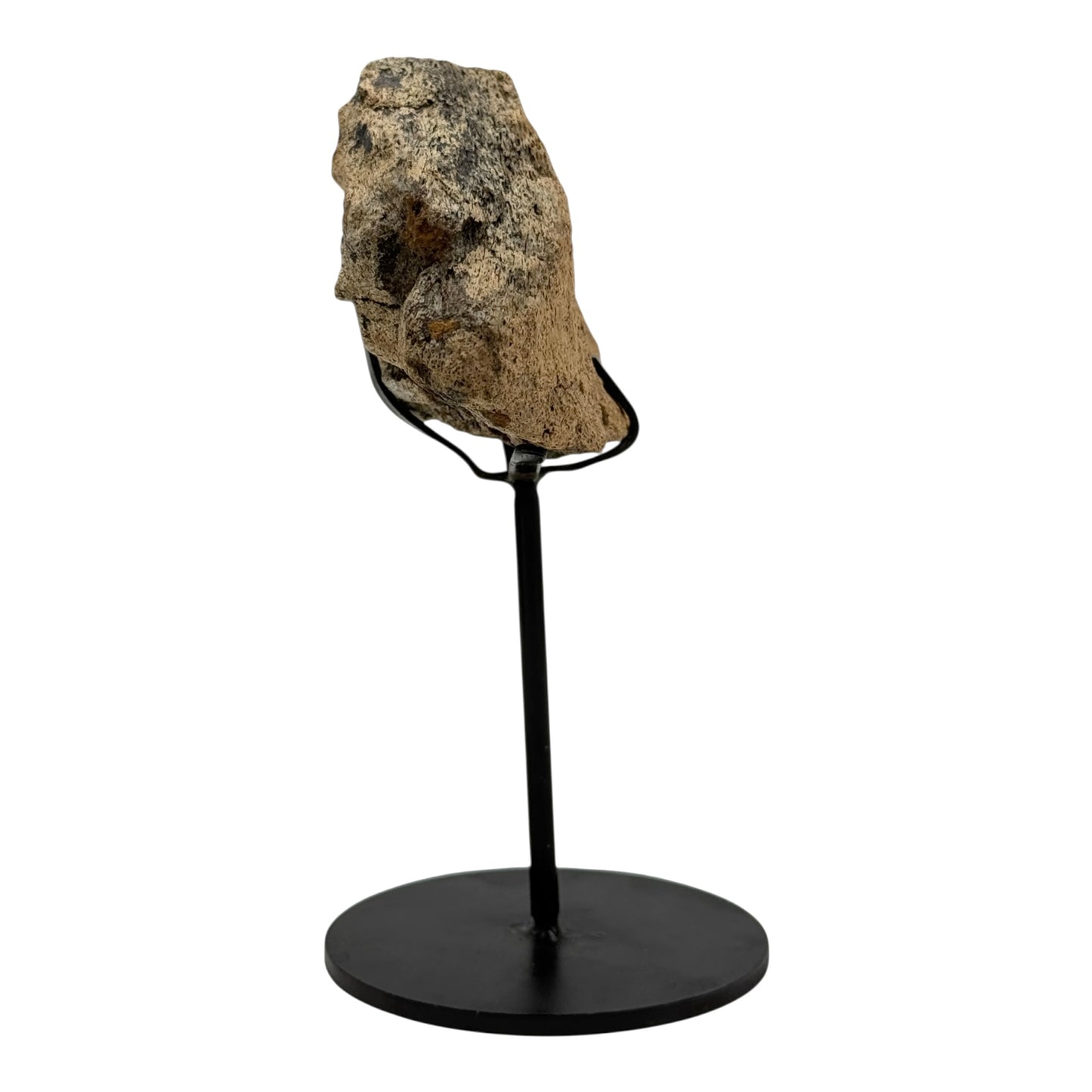 Triceratops Frill on Stand