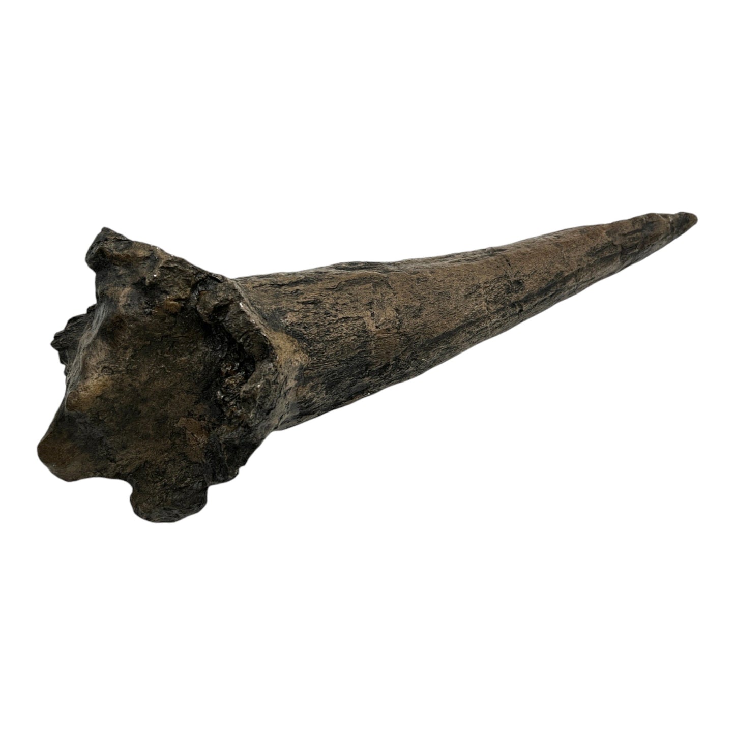 Horn Replica (Triceratops)