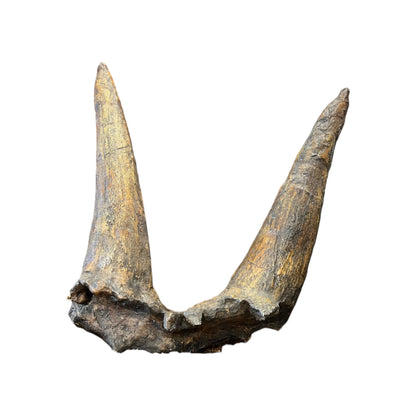 Horn Replica (Triceratops, Double Brow)