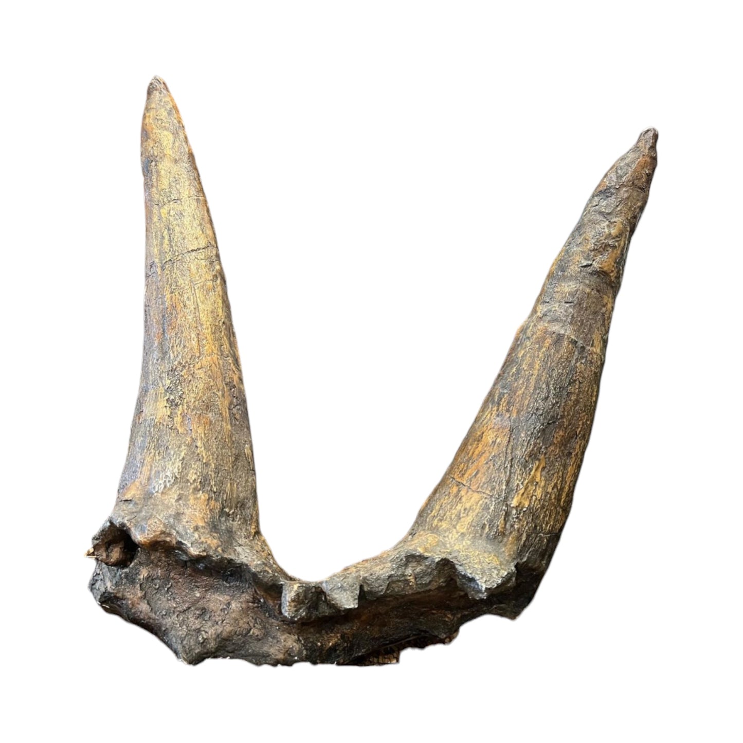 Horn Replica (Triceratops, Double Brow)