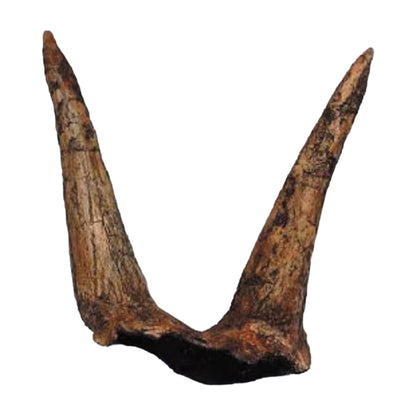 Horn Replica (Triceratops, Double Brow)