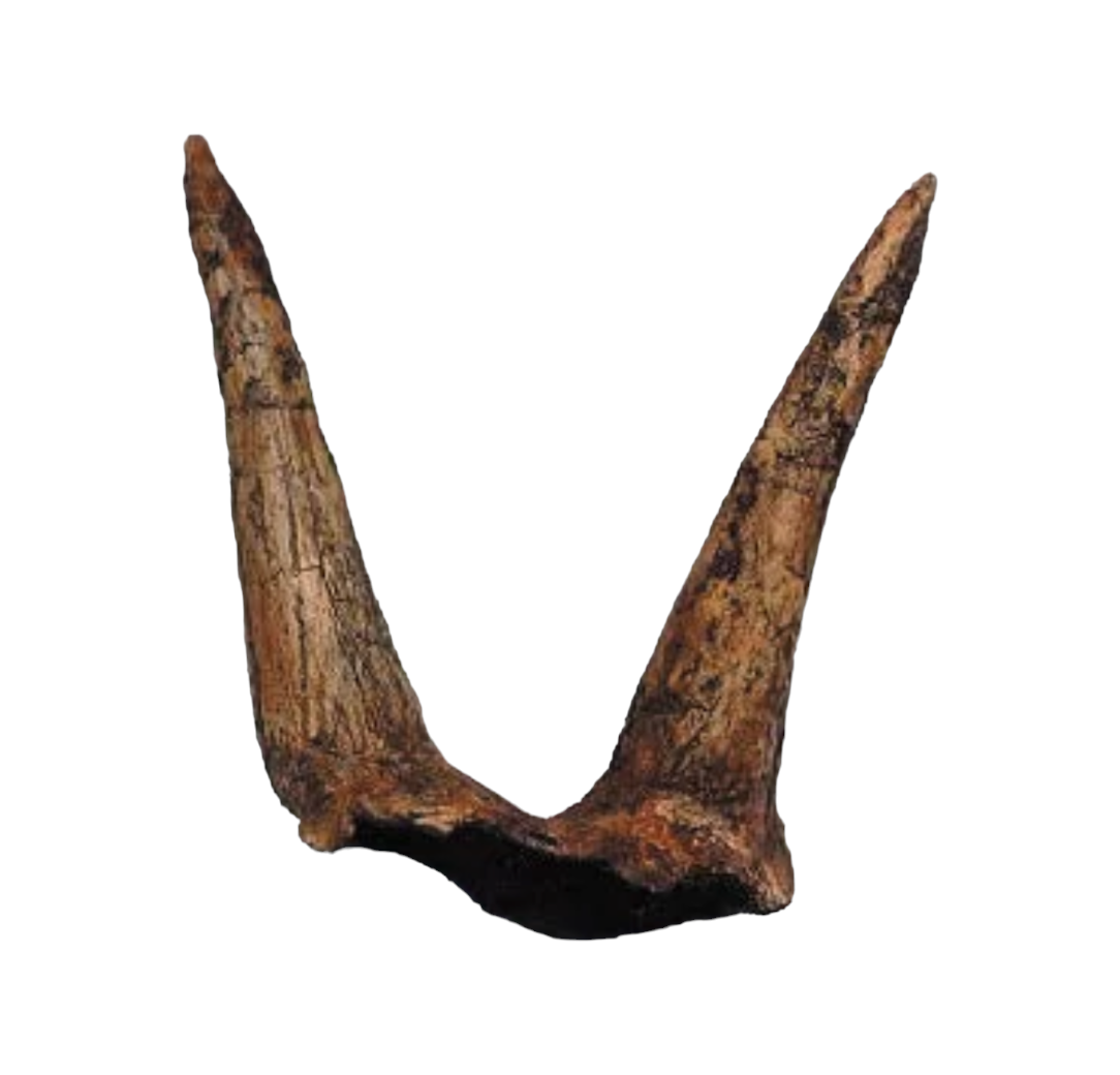 Horn Replica (Triceratops, Double Brow)