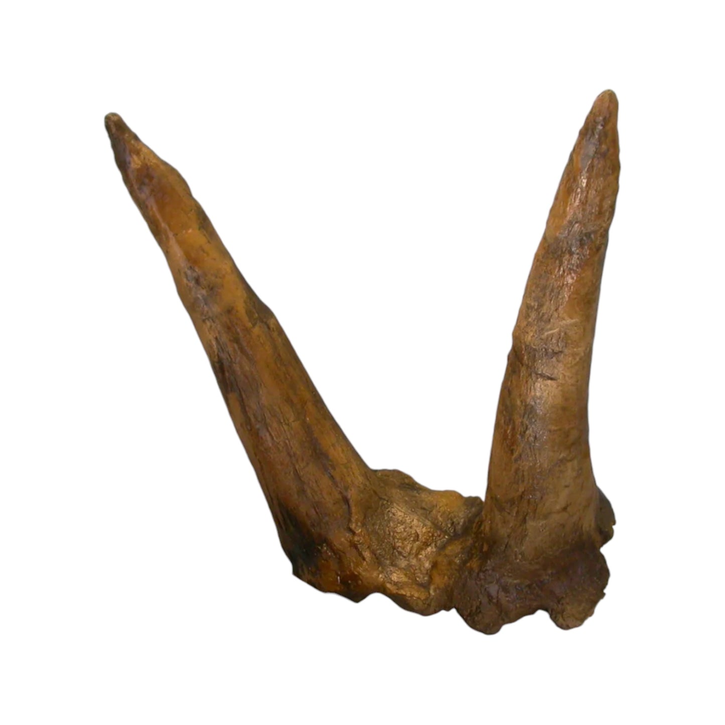 Horn Replica (Triceratops, Double Brow)