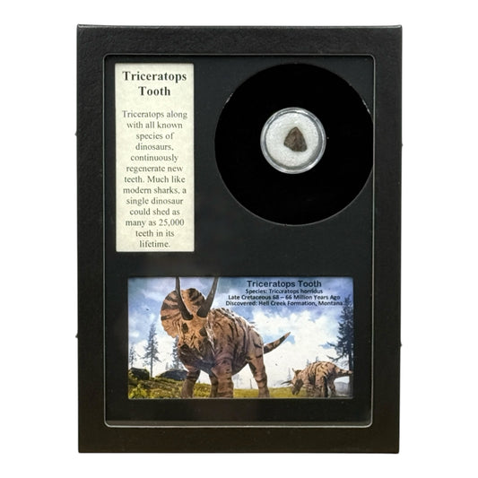 Triceratops Tooth Display