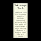 Triceratops Tooth Display