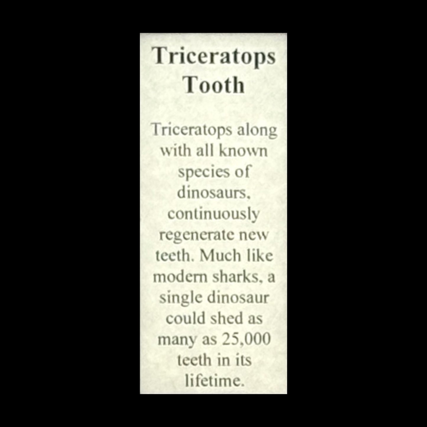 Triceratops Tooth Display