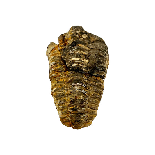 Trilobite Fossil (Calymene)