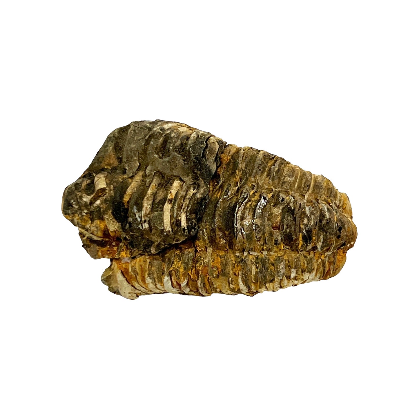 Trilobite Fossil (Calymene)