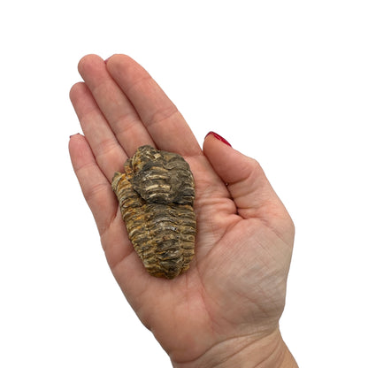 Trilobite Fossil (Calymene)