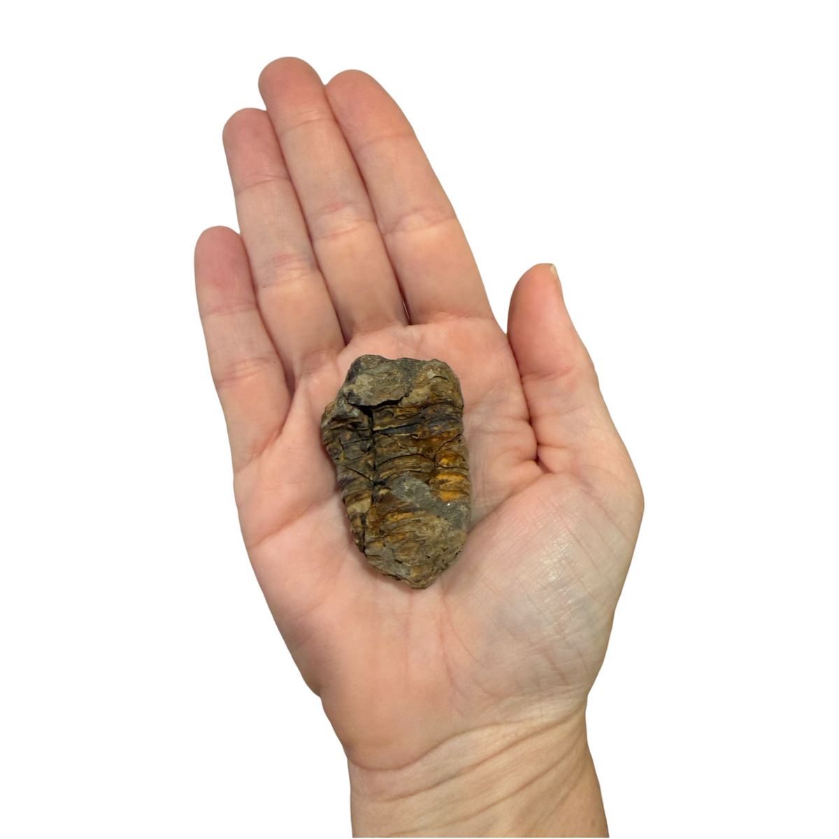 Trilobite Fossil (Calymene)