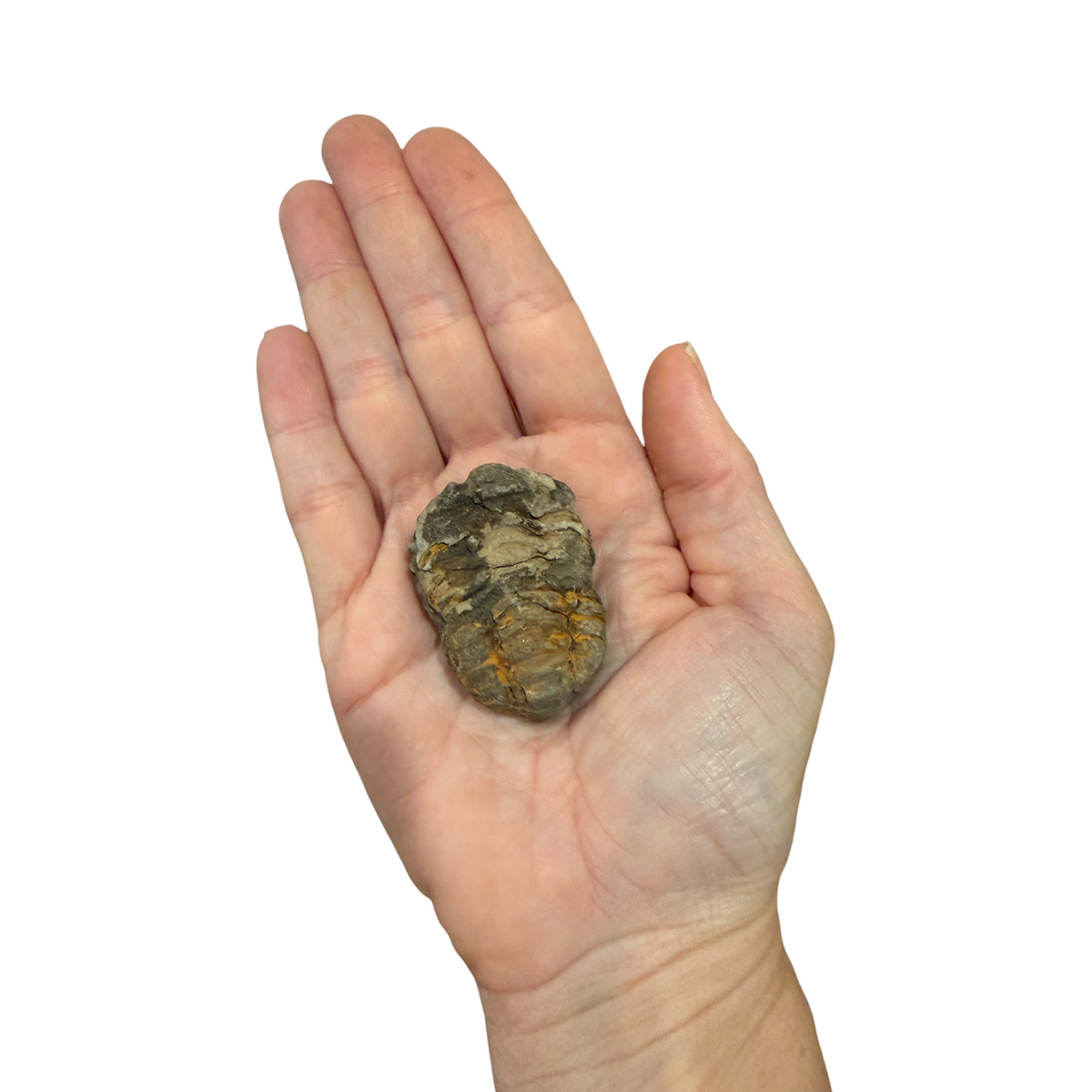 Trilobite Fossil (Calymene)