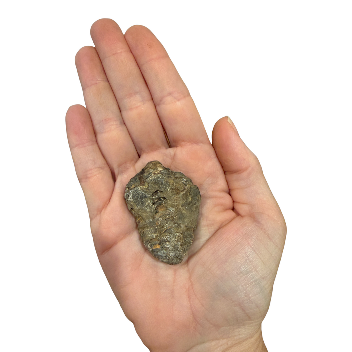 Trilobite Fossil (Calymene)