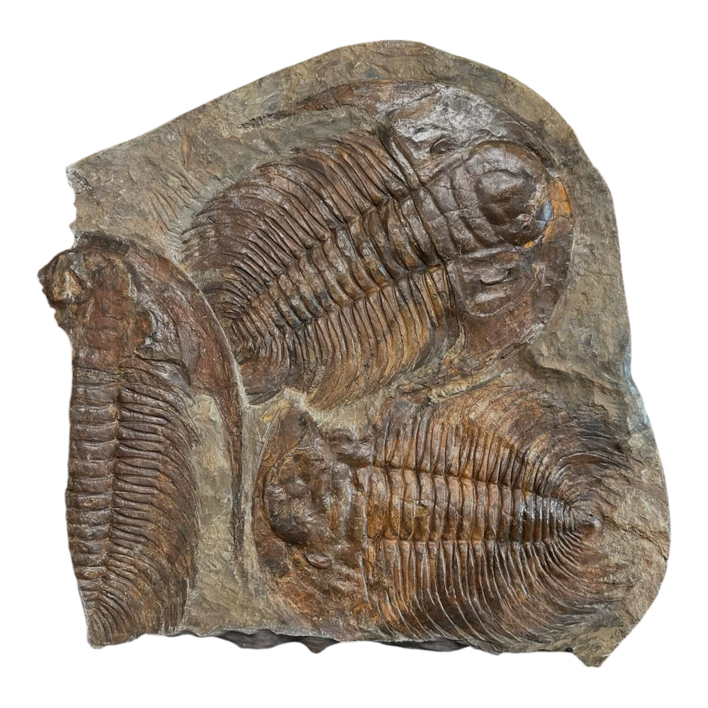 Acadoparadoxides Trilobite Slab (21x19")