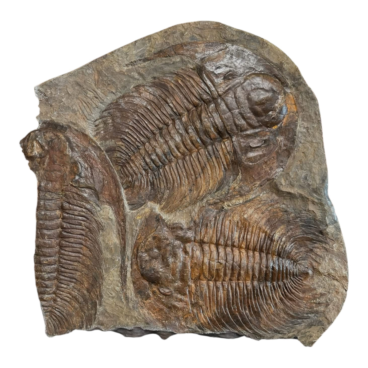 Acadoparadoxides Trilobite Slab (21x19")