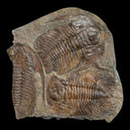Acadoparadoxides Trilobite Slab (21x19")