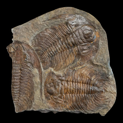 Acadoparadoxides Trilobite Slab (20x20")