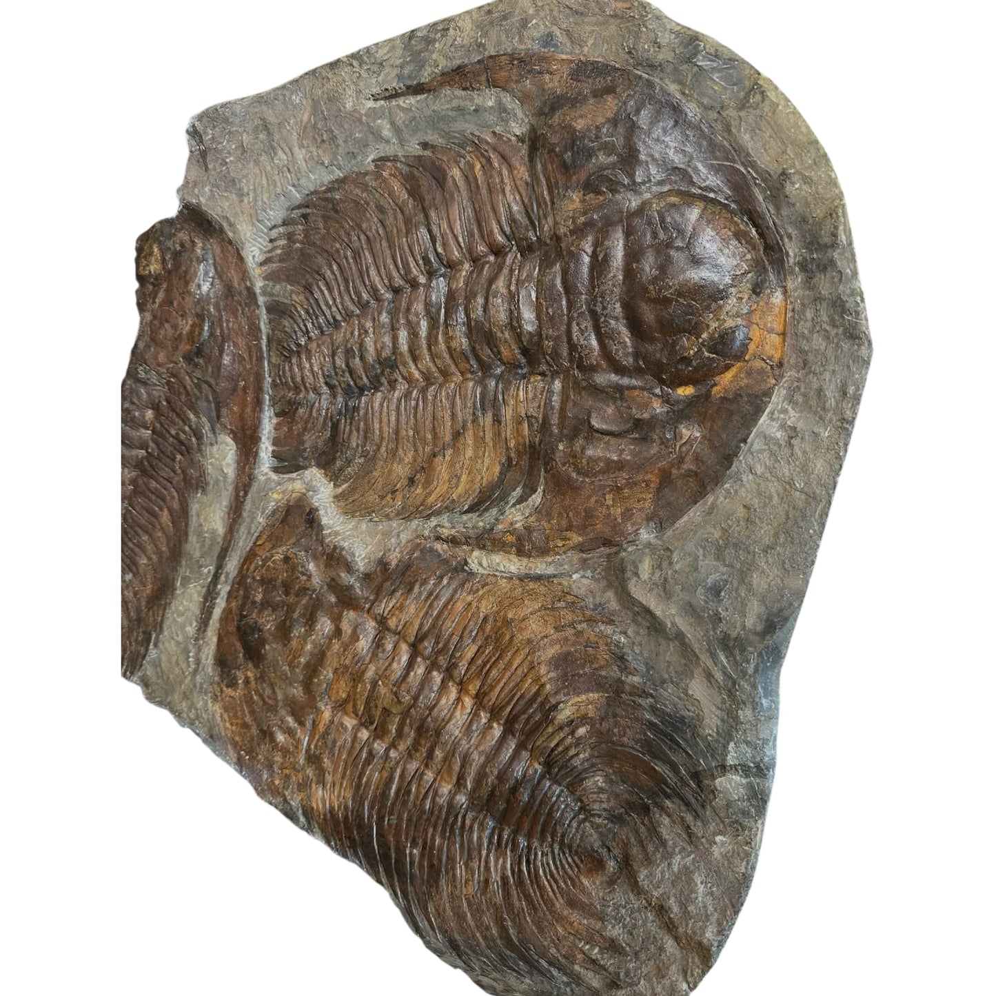 Acadoparadoxides Trilobite Slab (20x20")