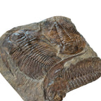 Acadoparadoxides Trilobite Slab (21x19")