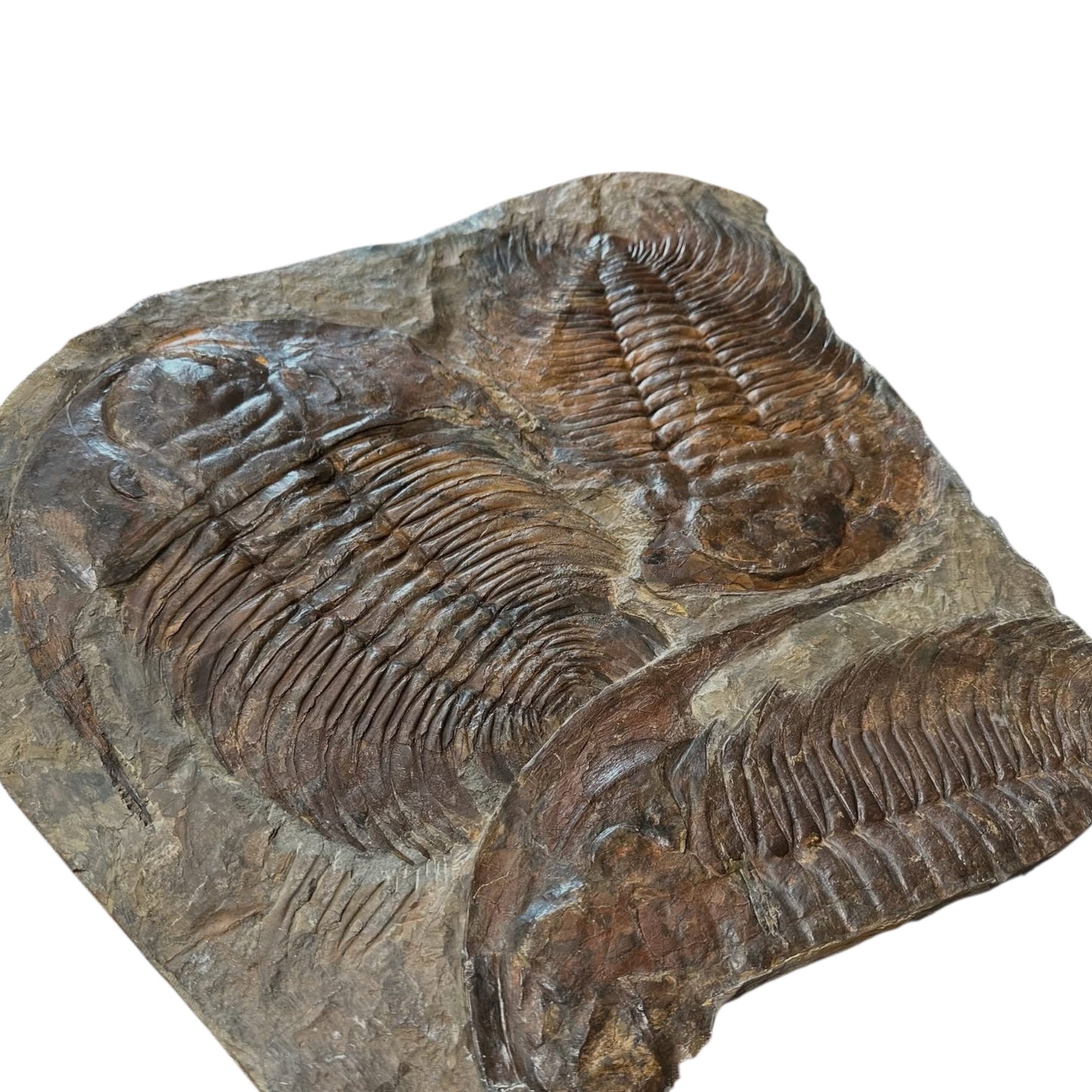 Acadoparadoxides Trilobite Slab (20x20")