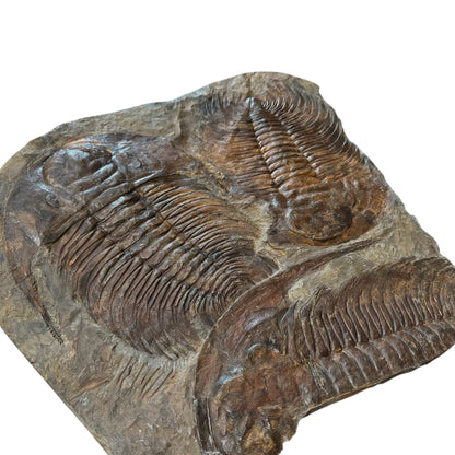 Acadoparadoxides Trilobite Slab (20x20")
