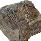 Acadoparadoxides Trilobite Slab (21x19")