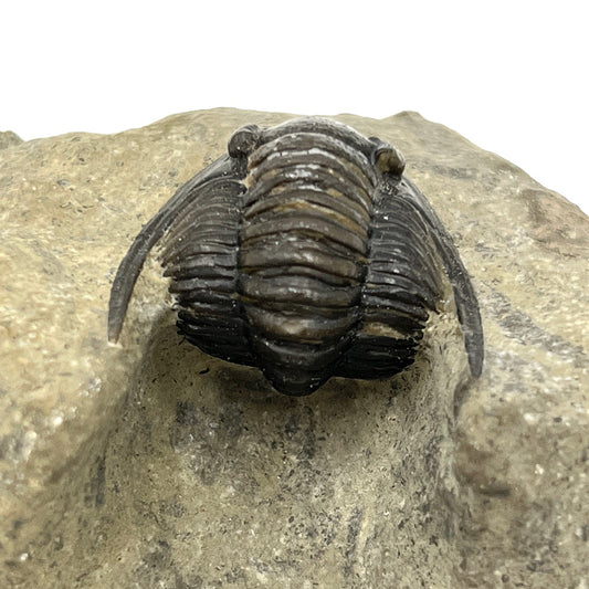 Trilobite Fossil (Cornuproetus Cornutus)