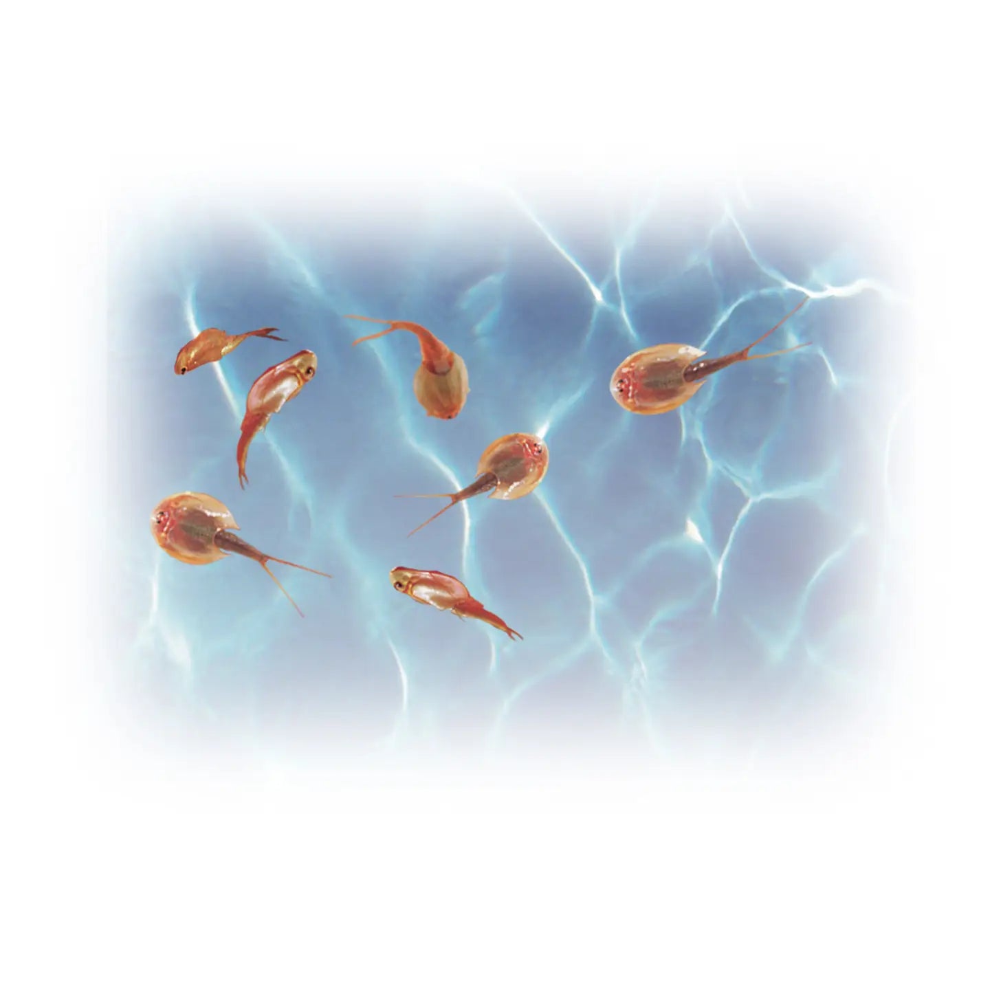 Triops Growing Kit